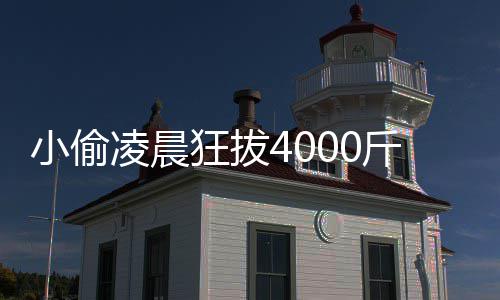 么小偷效与凌晨的功头 作用芋头是什狂拔斤芋